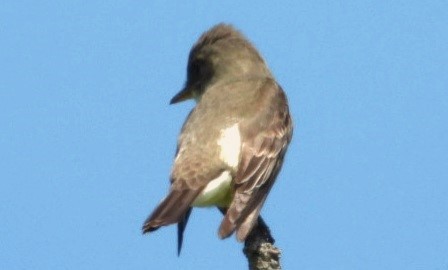 Olive-sided Flycatcher - Terry Ansel