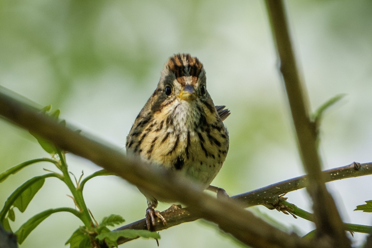 Lincoln's Sparrow - Mike Losacco