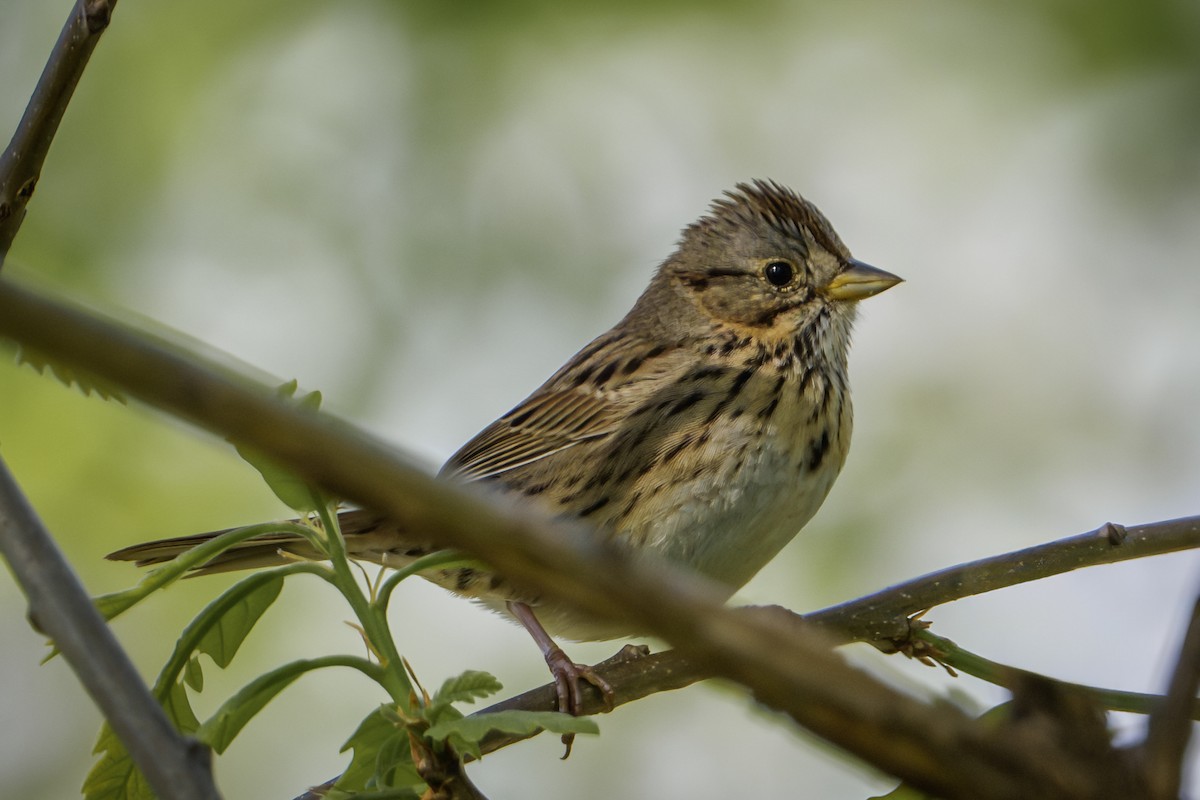 Lincoln's Sparrow - Mike Losacco