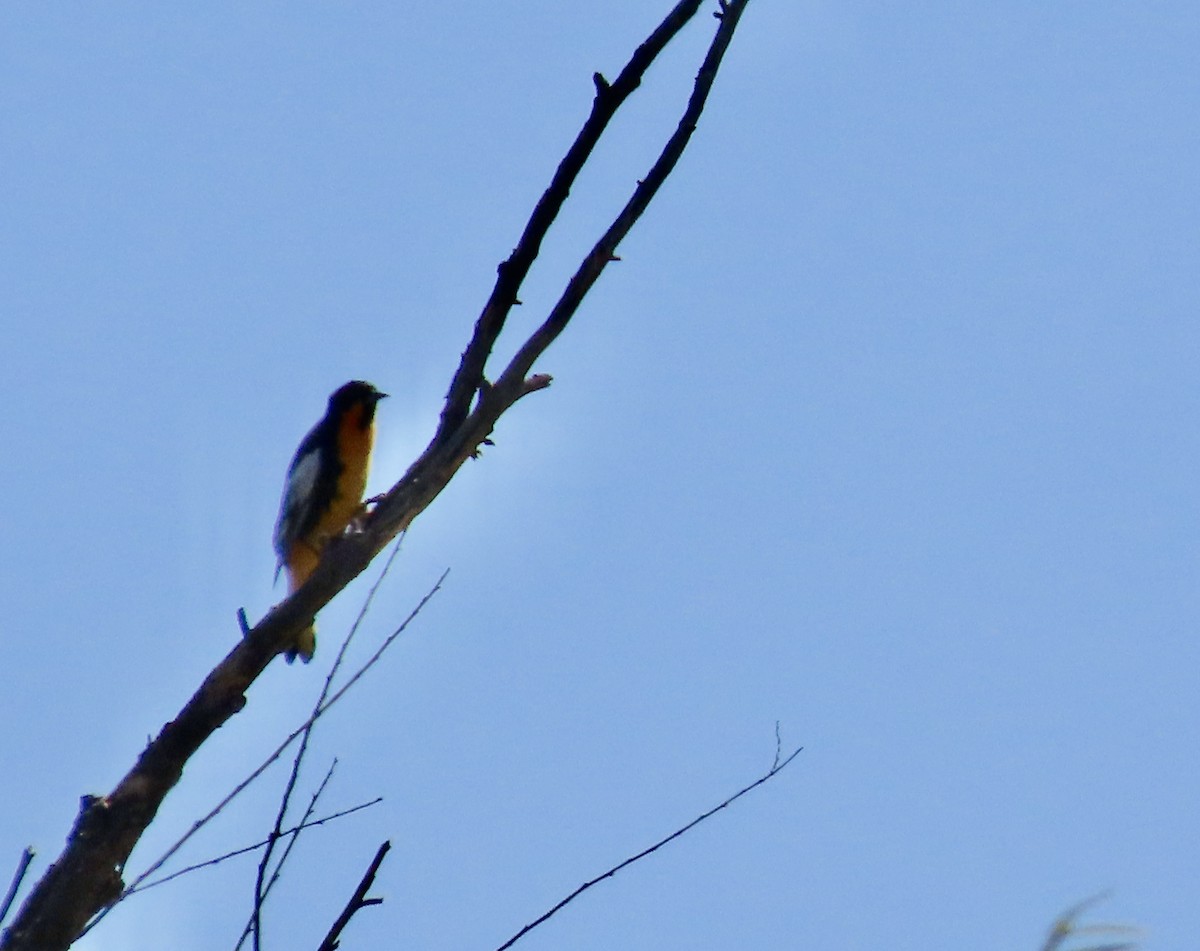 Black-backed Oriole - Roy Howard