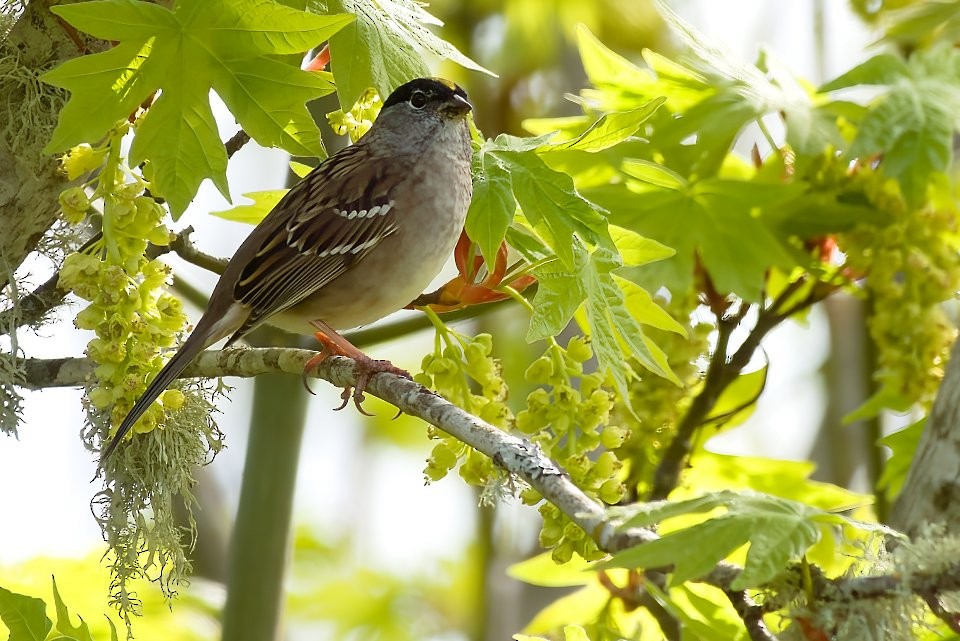 Golden-crowned Sparrow - Neil Dawe