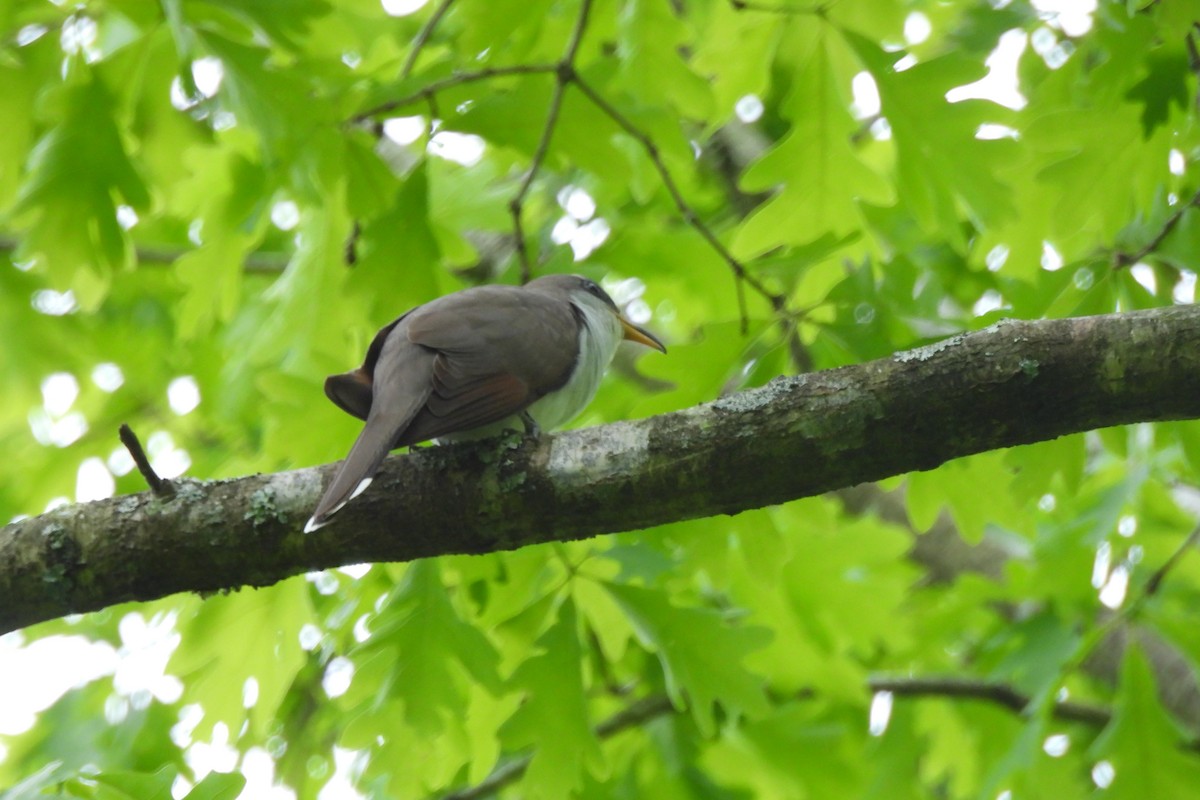 Yellow-billed Cuckoo - Dave Milsom