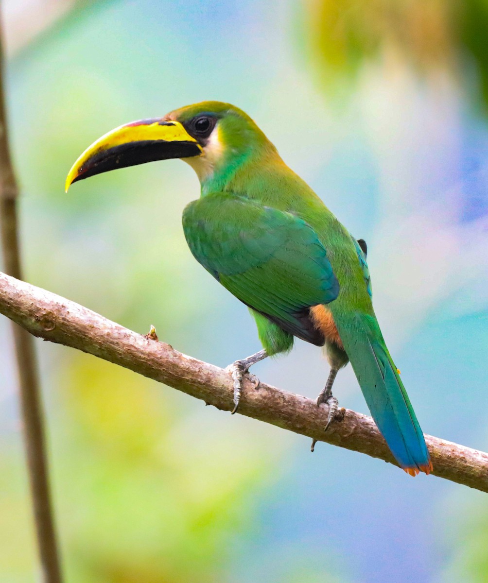 Northern Emerald-Toucanet - Isaias Morataya