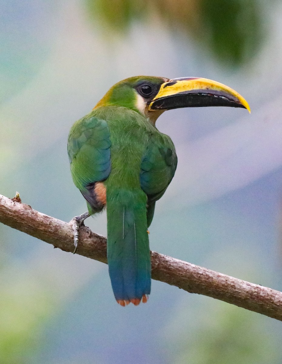 Northern Emerald-Toucanet - Isaias Morataya