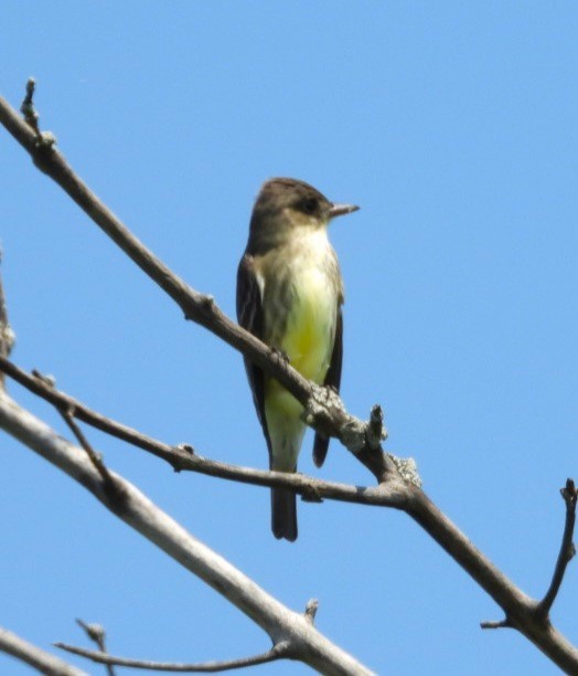 Olive-sided Flycatcher - Terry Ansel
