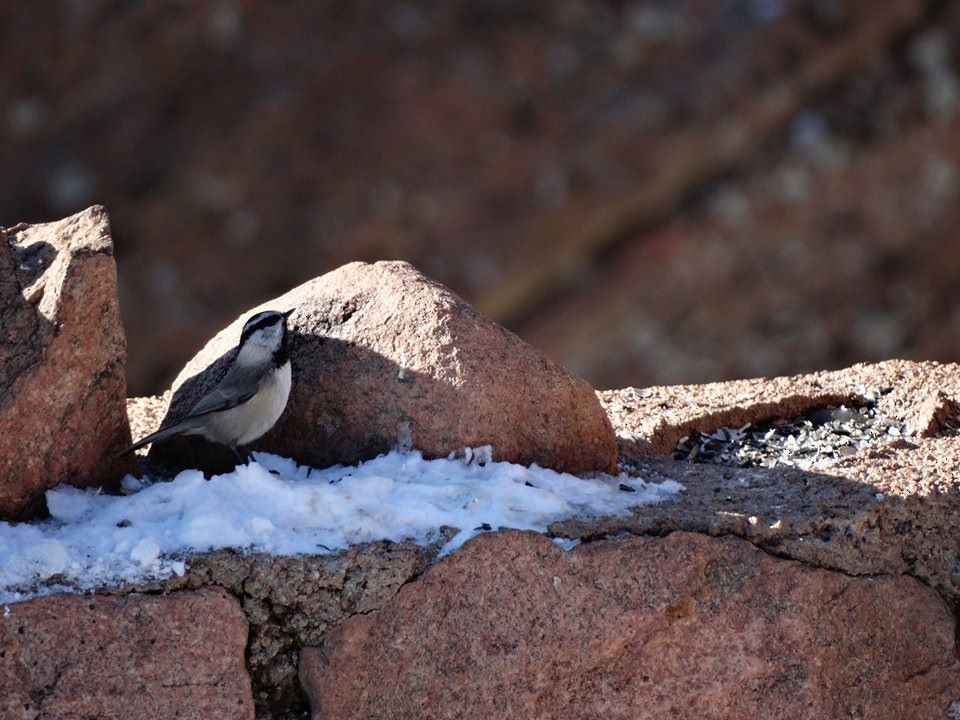 Mountain Chickadee - Nate Shipley