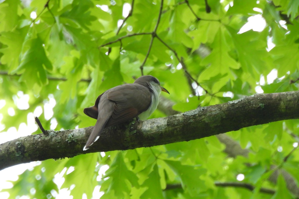 Yellow-billed Cuckoo - Dave Milsom