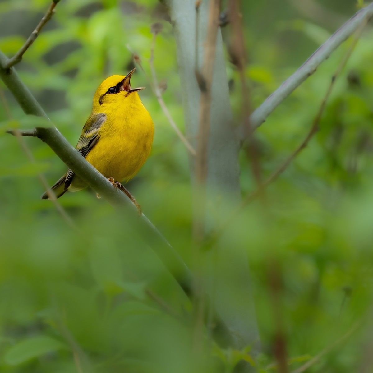 Blue-winged Warbler - Lawrence Caputo