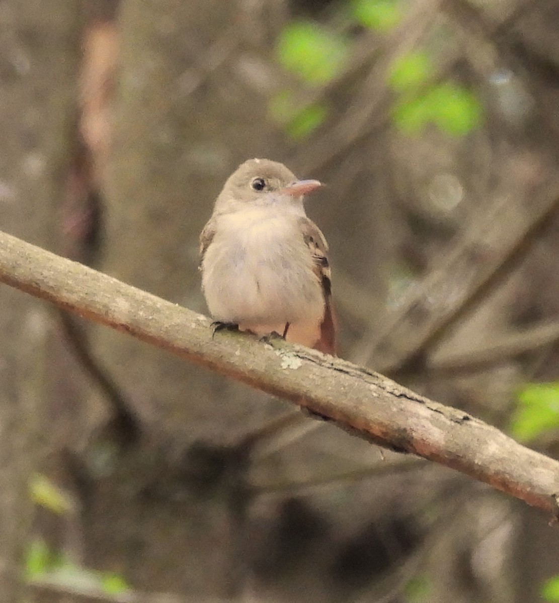 Acadian Flycatcher - Dave Milsom