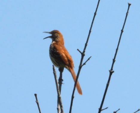 Brown Thrasher - Terry Ansel