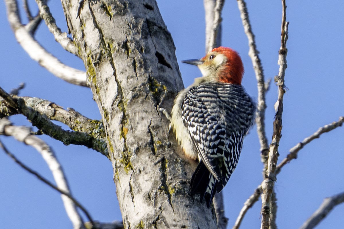 Red-bellied Woodpecker - Mike Losacco