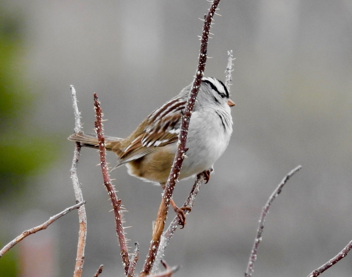 White-crowned Sparrow - ML619194712