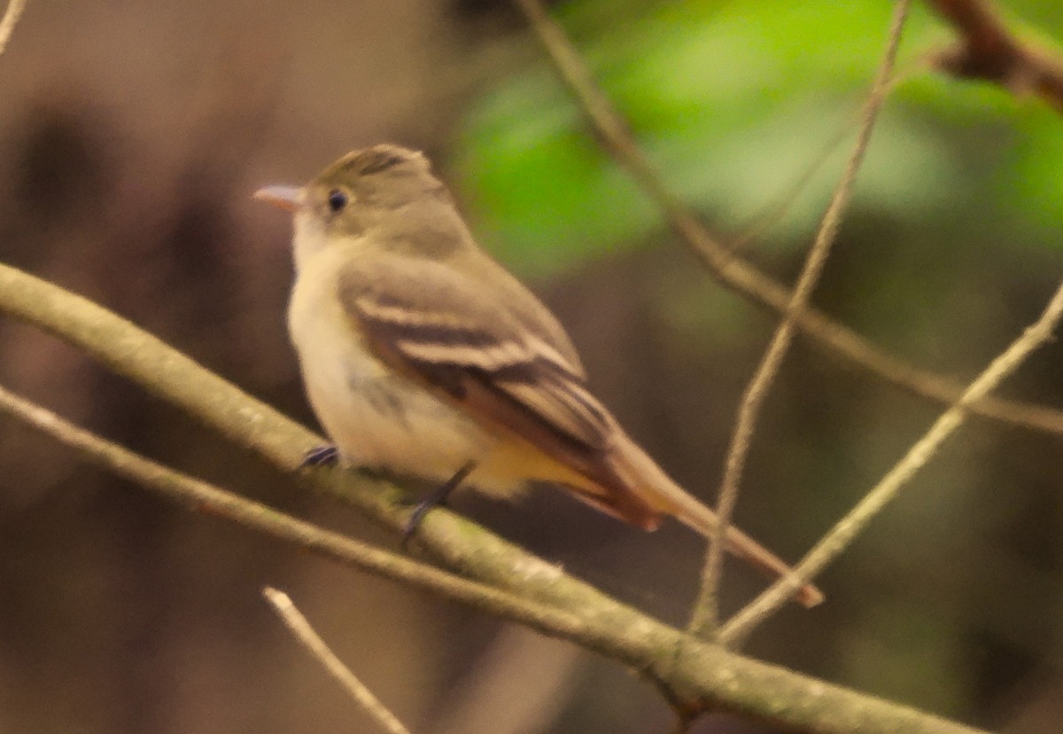 Acadian Flycatcher - Dave Milsom