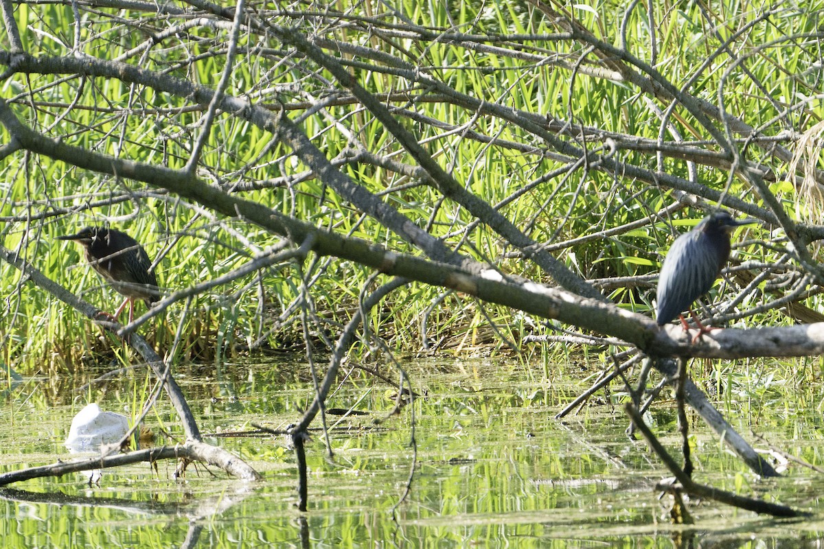 Green Heron - Mike Losacco