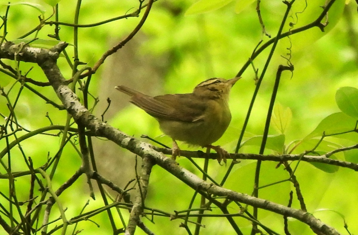 Worm-eating Warbler - Dave Milsom