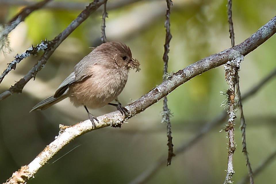 Bushtit - Neil Dawe