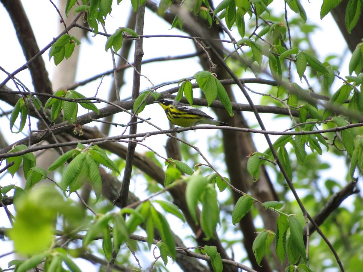 Magnolia Warbler - Anonymous