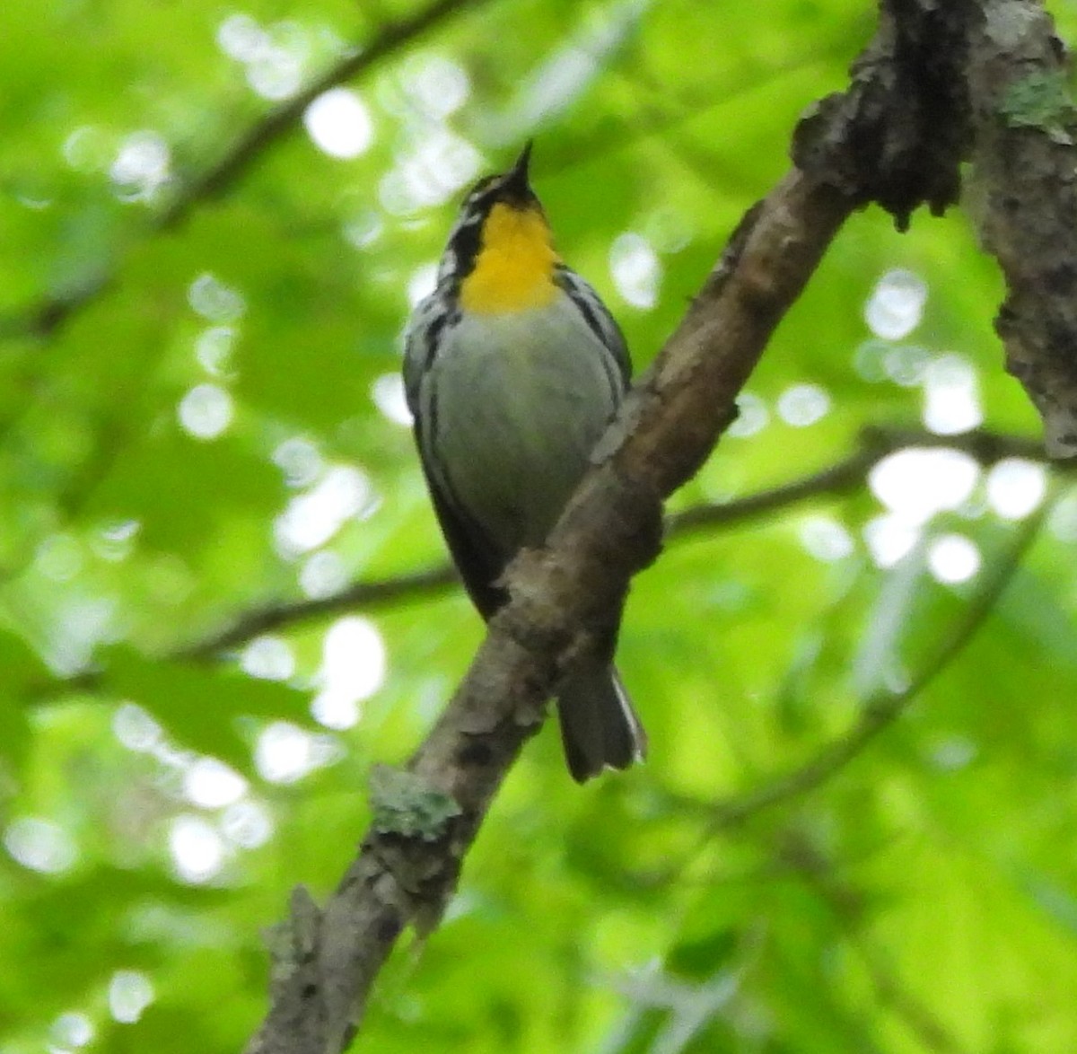 Yellow-throated Warbler - Dave Milsom