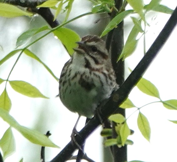 Song Sparrow - Peter Blancher