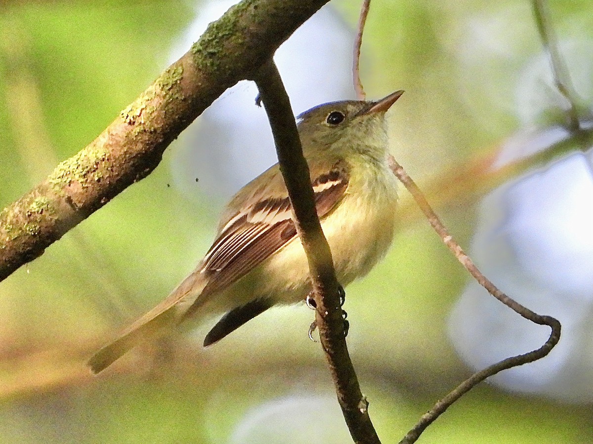 Acadian Flycatcher - Cera Betke