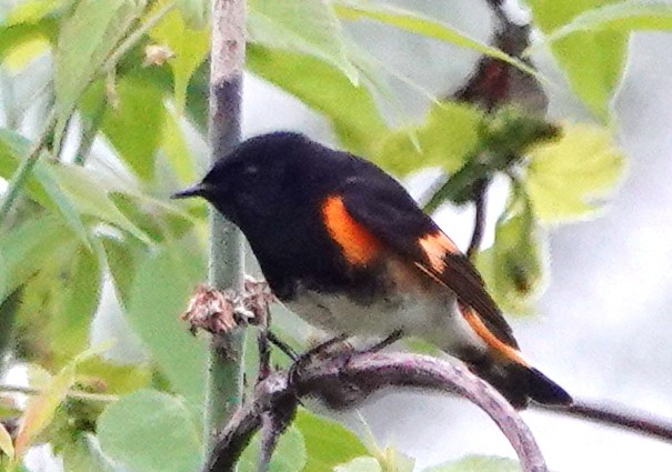 American Redstart - Peter Blancher