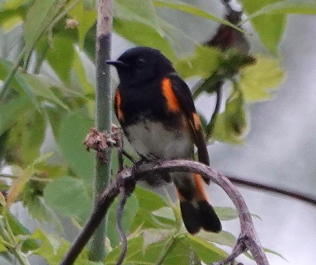 American Redstart - Peter Blancher