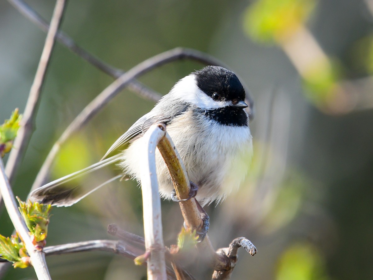 Black-capped Chickadee - Emma Côté