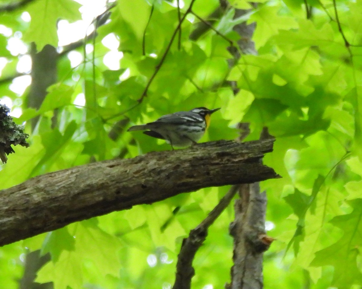 Yellow-throated Warbler - ML619194798