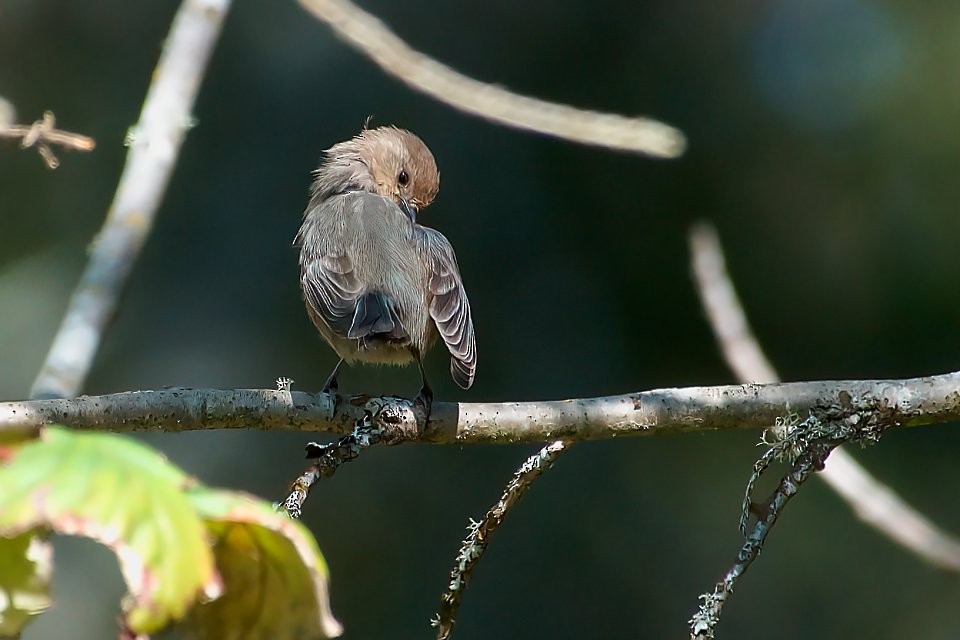 Bushtit - Neil Dawe