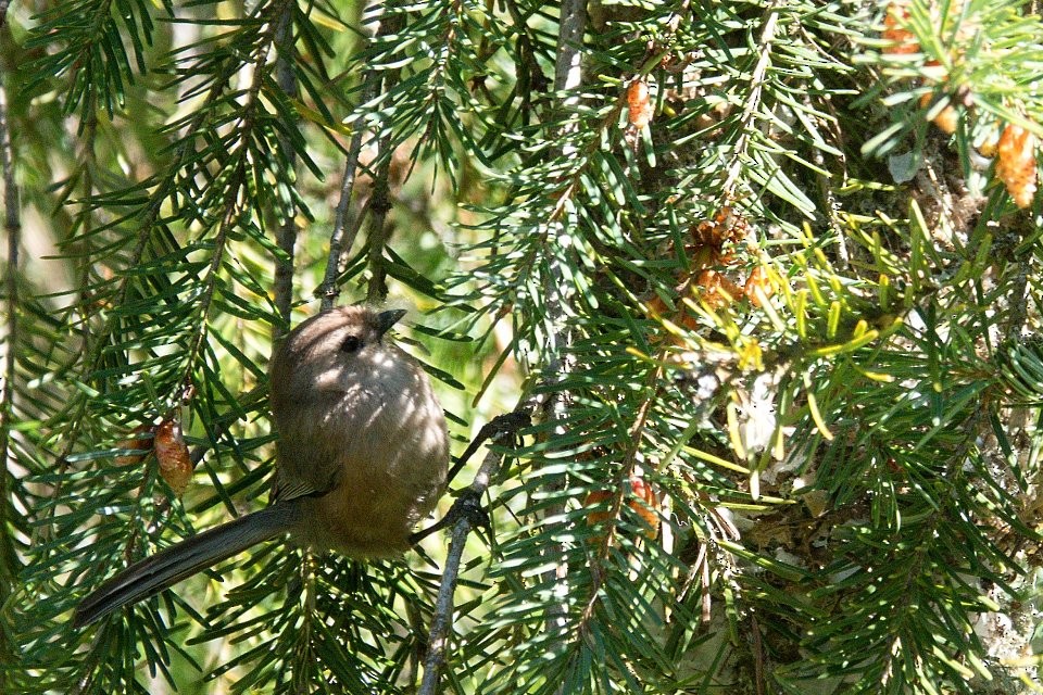 Bushtit - Neil Dawe