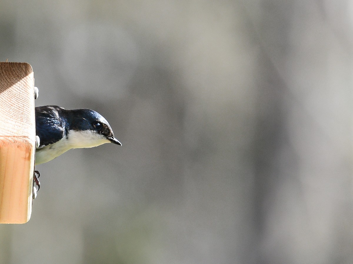 Tree Swallow - ML619194804