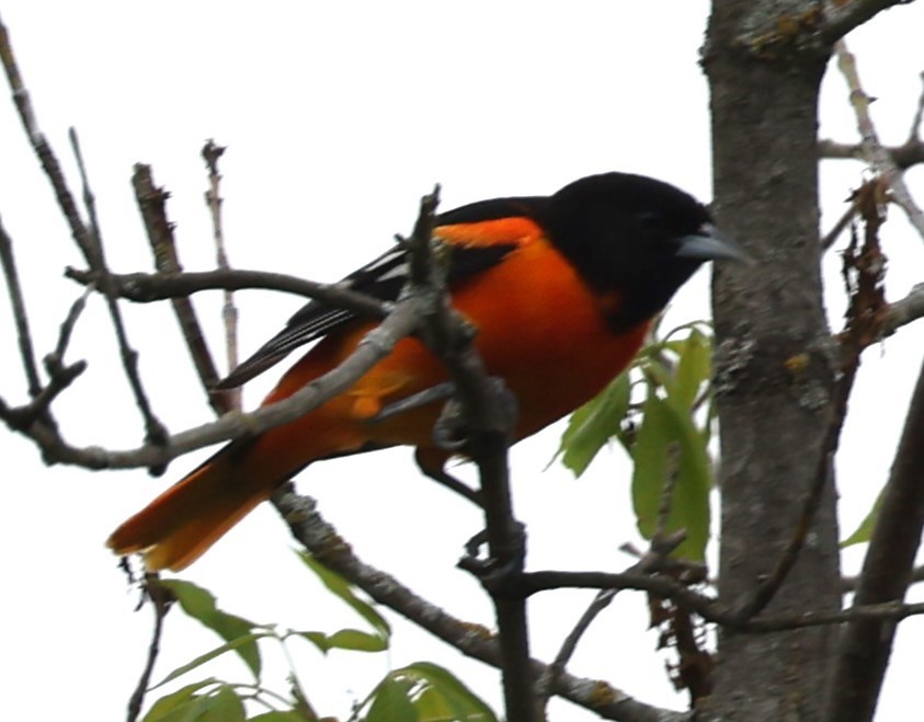 Baltimore Oriole - David Nicosia