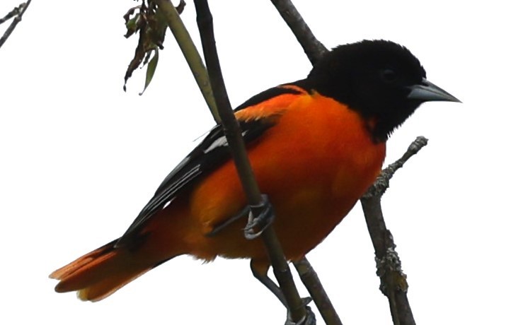 Baltimore Oriole - ML619194810