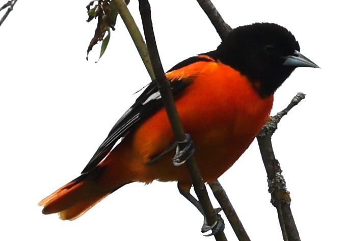 Baltimore Oriole - David Nicosia