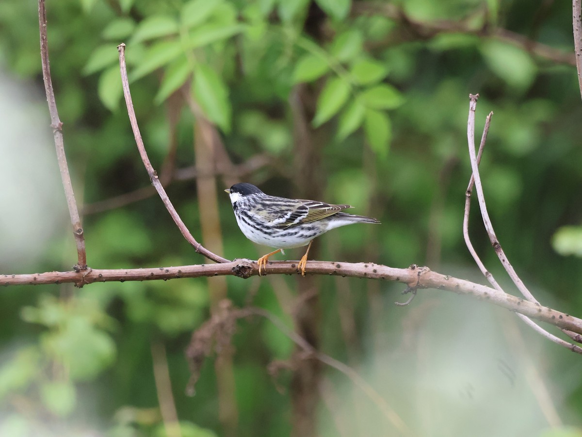 Blackpoll Warbler - Yianni Laskaris