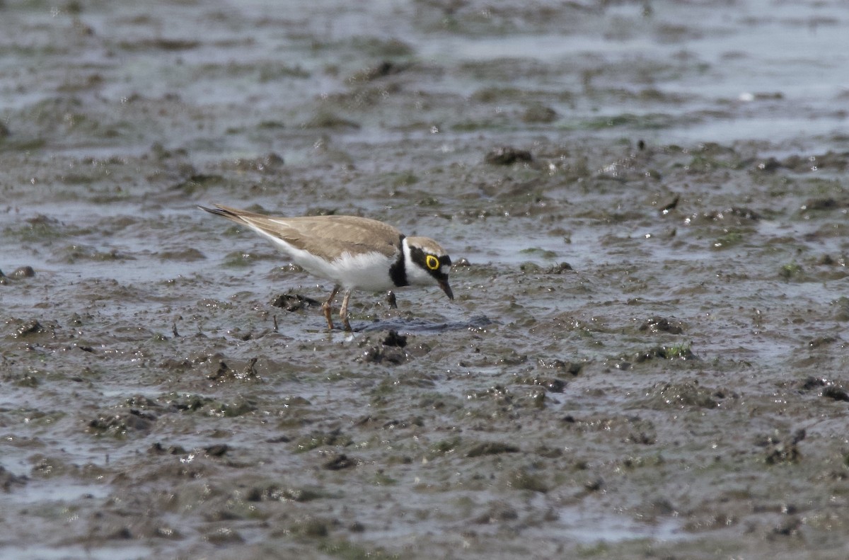 Little Ringed Plover - Simon  West