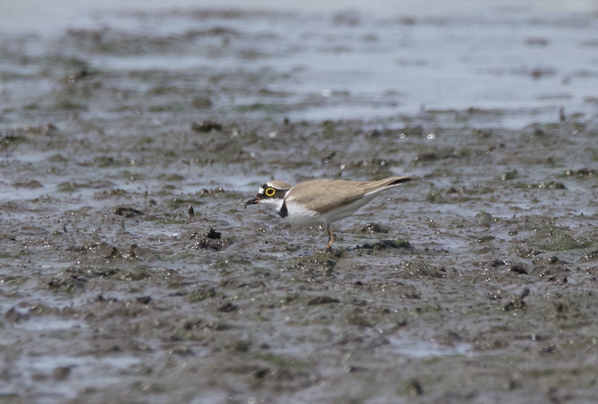 Little Ringed Plover - Simon  West