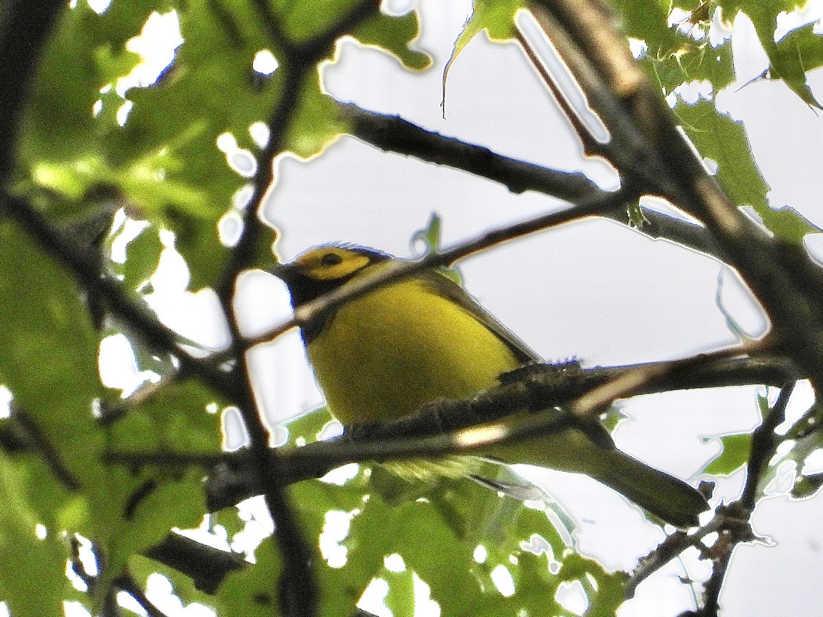 Hooded Warbler - Cera Betke