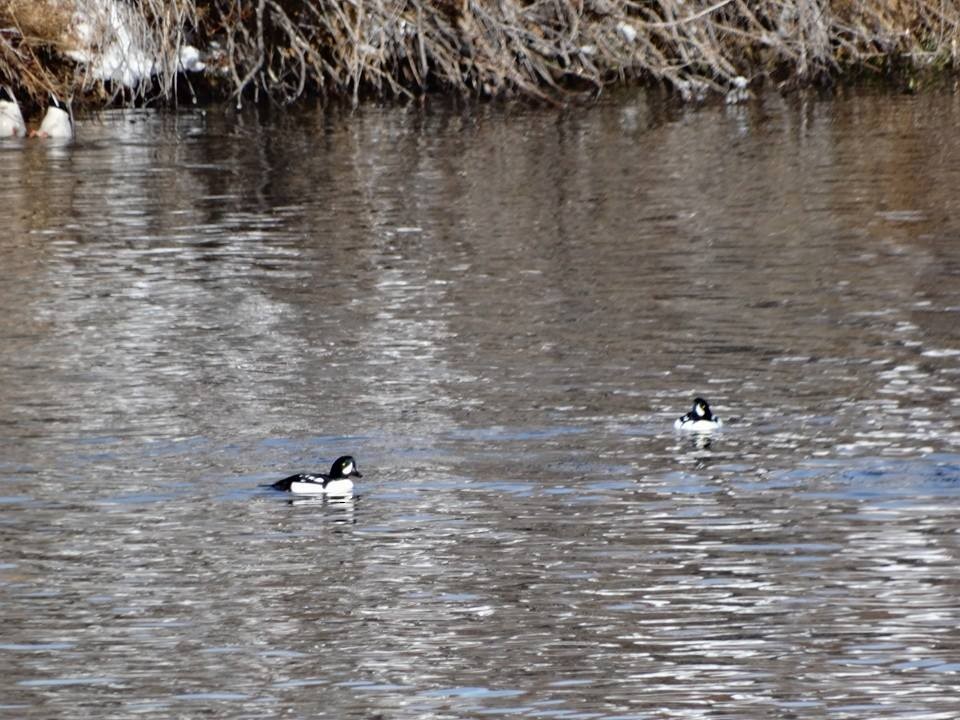 Barrow's Goldeneye - ML619194820