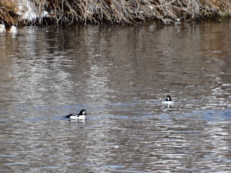 Barrow's Goldeneye - Nate Shipley