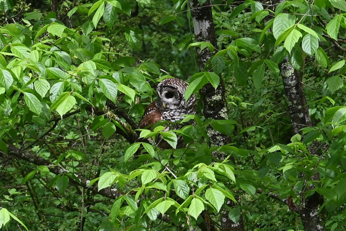 Barred Owl - Skylar Carson-Reynolds