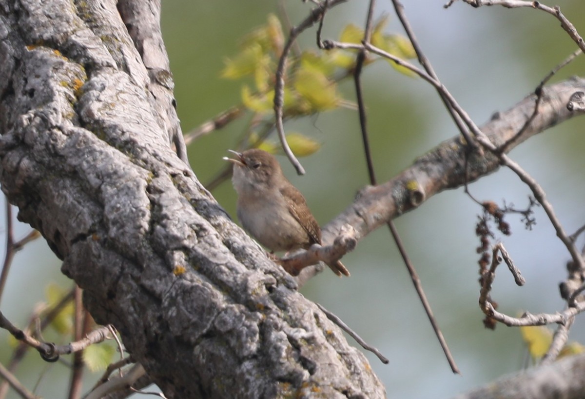 House Wren - ML619194838