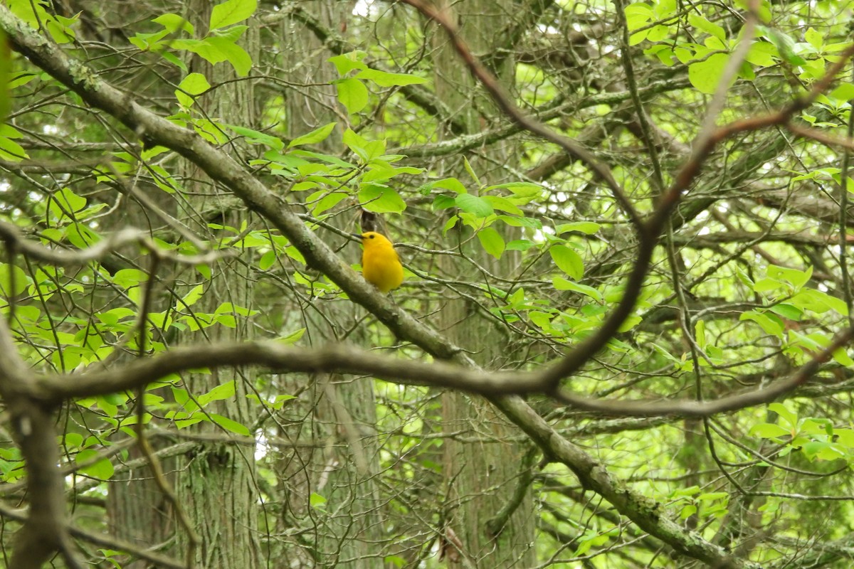 Prothonotary Warbler - Dave Milsom