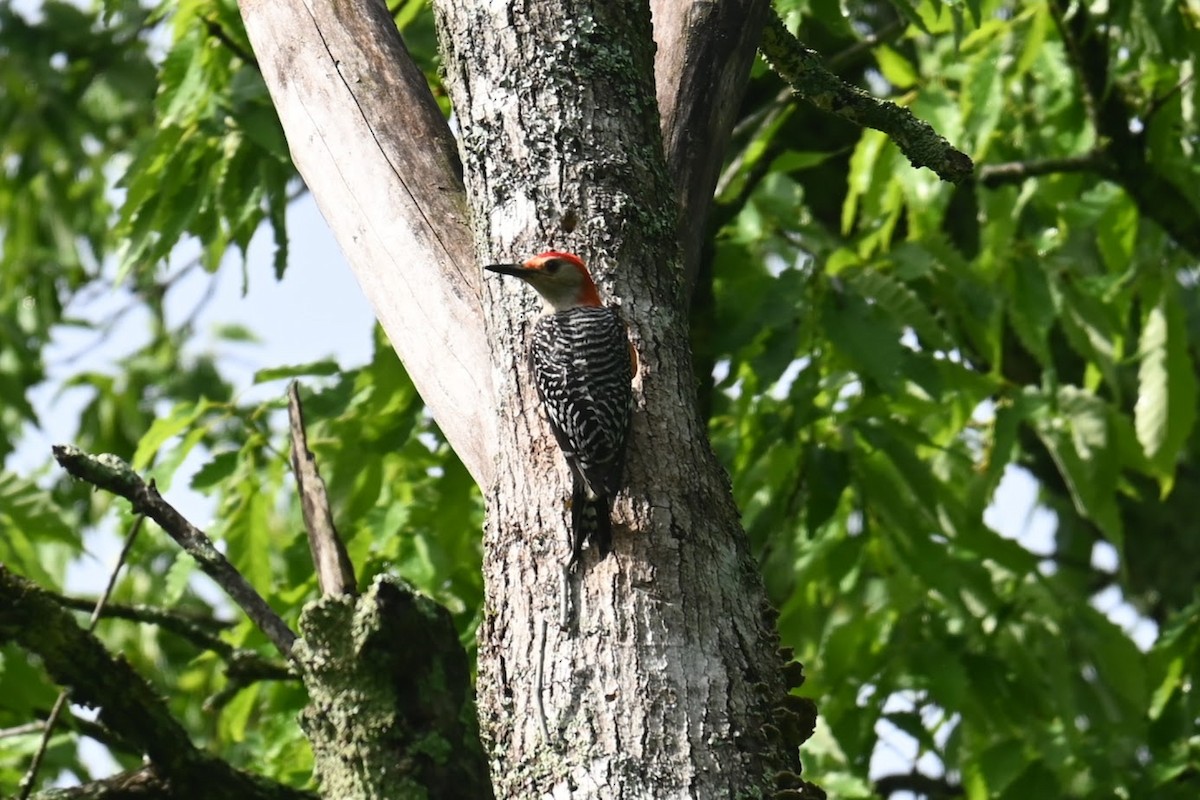 Red-bellied Woodpecker - Skylar Carson-Reynolds