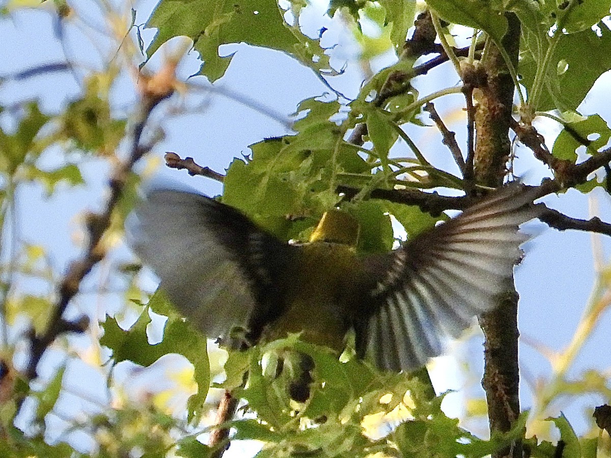 Black-throated Green Warbler - Cera Betke