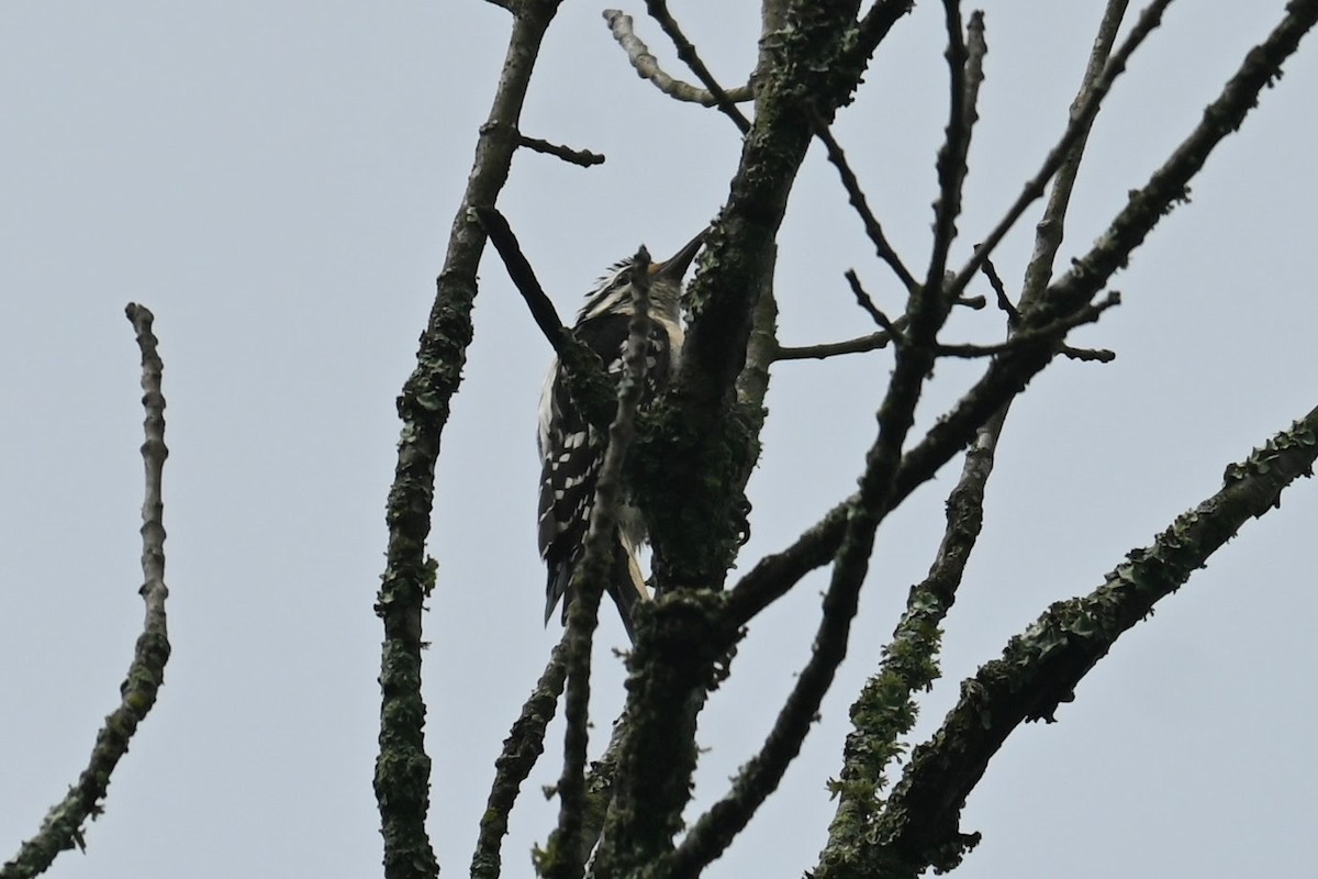 Hairy Woodpecker - Skylar Carson-Reynolds