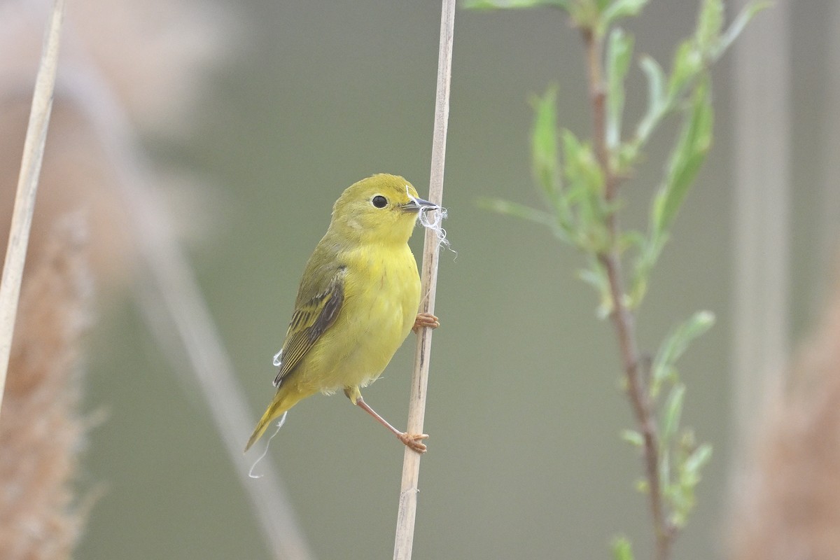 Yellow Warbler - Dinu Bandyopadhyay