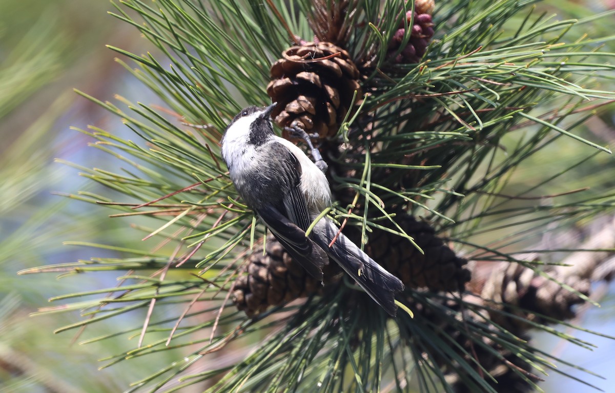 Black-capped Chickadee - "Chia" Cory Chiappone ⚡️