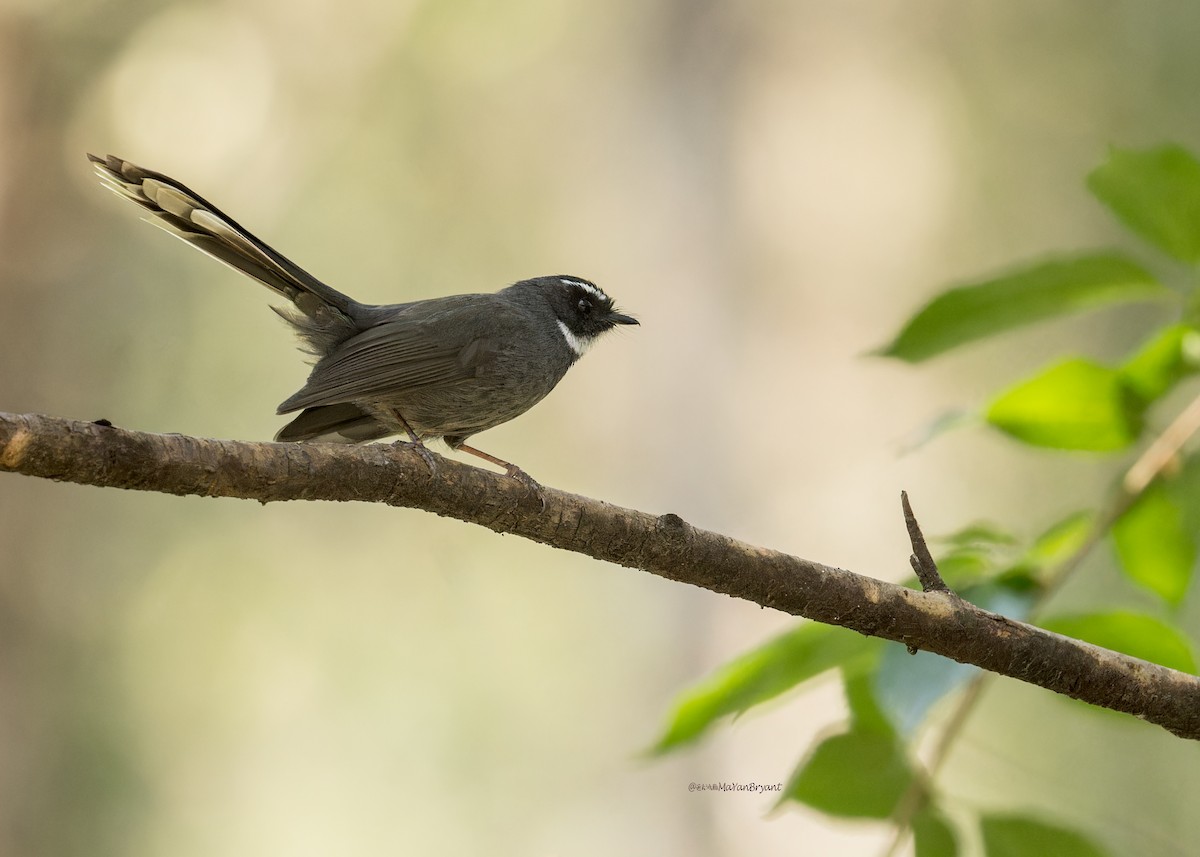 White-throated Fantail - Ma Yan Bryant