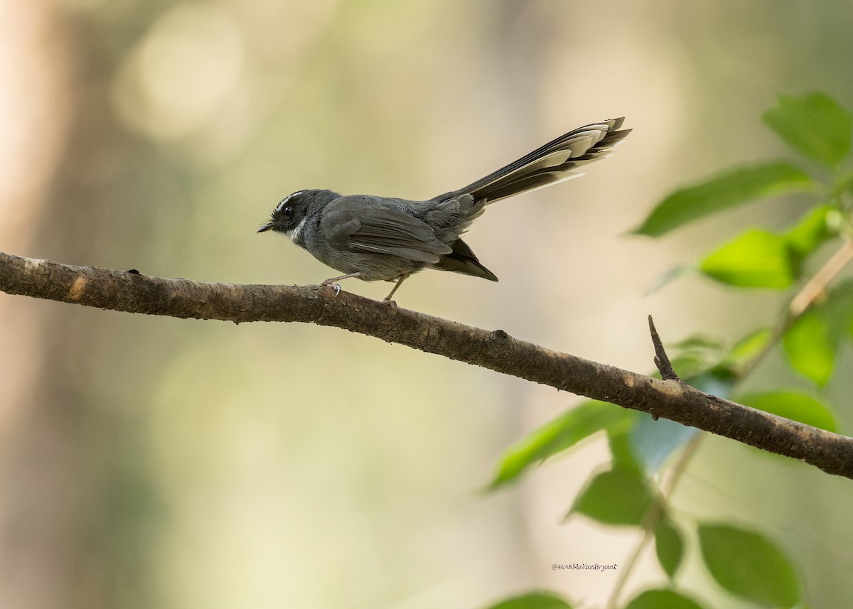 White-throated Fantail - Ma Yan Bryant